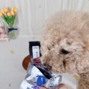 다온펫푸드 이미지