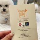 홍시당 | 강아지 수제간식 추천 강아지황태 동결건조 리앤폴 홍시황태 후기