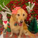 개르띠에 이미지