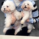 혼자두면 장판뜯어서 차린 개카페 이미지