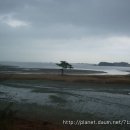 해송과 바다 이미지