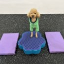 힐링힐링 반려견 교육 유치원 이미지