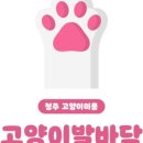 냥이친구 | 청주고양이미용 우리 냥이 변신 성공! 친구 소개 믿고 다녀온 후기~