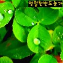 영월한반도농장 네이버블로그