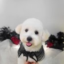 웃개 | 부천애견미용 아이와 함께 특별한 경험을 선사하는 여기, 더웃개