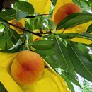 재림농장 이미지