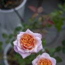 아오이로즈
