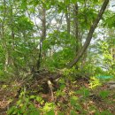 오음1리 이미지