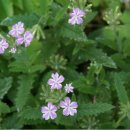 천지가든 이미지