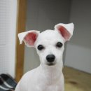 별난동물병원 이미지