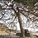 울진소나무 이미지