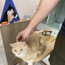 야옹아 놀자 경주점 네이버블로그