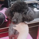 멍군애견 이미지