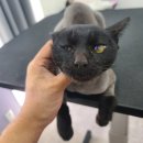 아꼬운몽 이미지