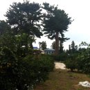 큰소낭 작은돌집 이미지