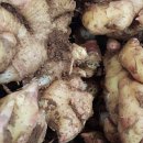 춘이농장 이미지