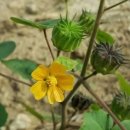 오늘의 탄생화 1월 18일(어저귀 Indian Mallow) 이미지