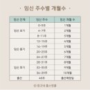 [임신기록-3] 26주부터 39주까지
