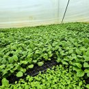 부지깽이 이미지