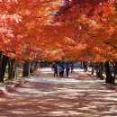 "가을을 제대로 즐겼어요"... 가을 단풍 여행떠나는 전국 단풍명산 BEST7 이미지