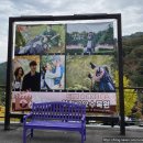 스테이수목 | 가평핑크뮬리 [아침고요수목원] 가평아이와가볼만한곳 내돈내간 후기 2022.10~