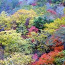 피아골(기산) Daum카페