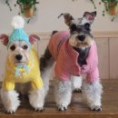 스위트몽 이미지