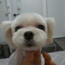 은빛동물병원 이미지