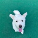삼학사로2길 | 🐶송파 반려견 놀이터🐶 위치 주차 정보 1년간 방문 후기