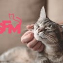 13번째고양이 이미지