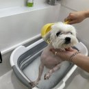 미코 그루밍 이미지