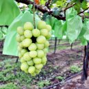 나래꽃농원