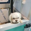 멍멍펀치 이미지