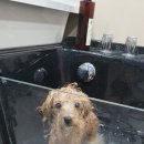 진접애견미용 이미지