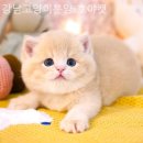 강남고양이분양 호야캣 이미지