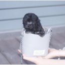 사랑애견샵 이미지