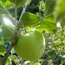 첫골농장 이미지