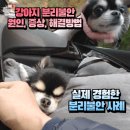 리치켄넬 | 원인 분리불안 증상 분리불안 치료방법 분리불안 해결 방법 실제 겪은 분리불안 치료후기 반려견 분리불안