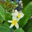 플루메리아