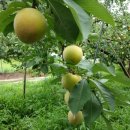 아멘농장 이미지