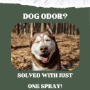 아마존펫 | 털 냄새, 암모니아 냄새까지? 직접 써본 아마존펫 후기