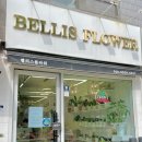 벨리스플라워