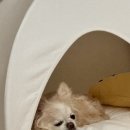 지동범 동물 안과 치과병원 이미지