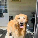 용사1구 | [워싱턴DC세달살기] 블루보틀 조지타운, 알링턴 국립묘지, 칙필레 브렉퍼스트 - 주말일상