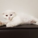#오드아이 이미지