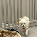 굿데이몽 이미지