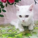 블링블링펫미용 이미지