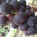 용바위농장 이미지