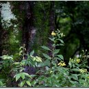 무등산버섯 이미지