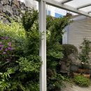 고내리본 이미지